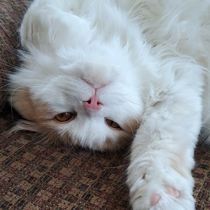 Fundraising Page: Alice Luehr